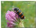 Hycleus polymorphus